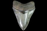 Serrated, Fossil Megalodon Tooth - Gorgeous Meg Tooth #87090-1